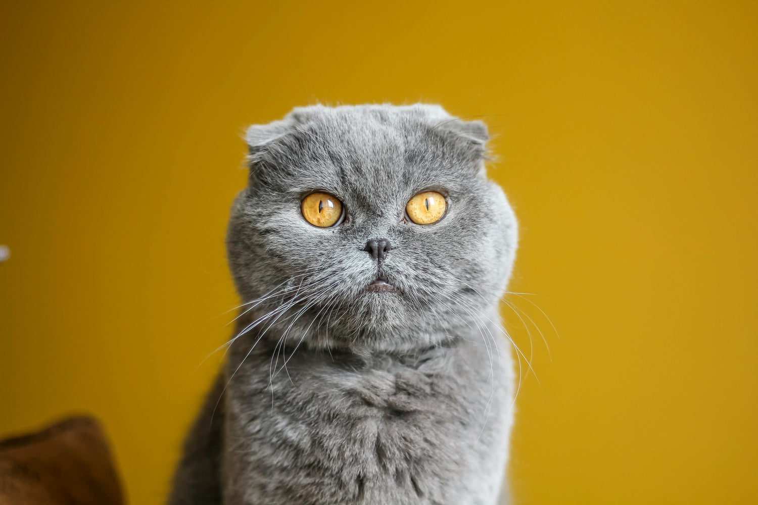 Gatos