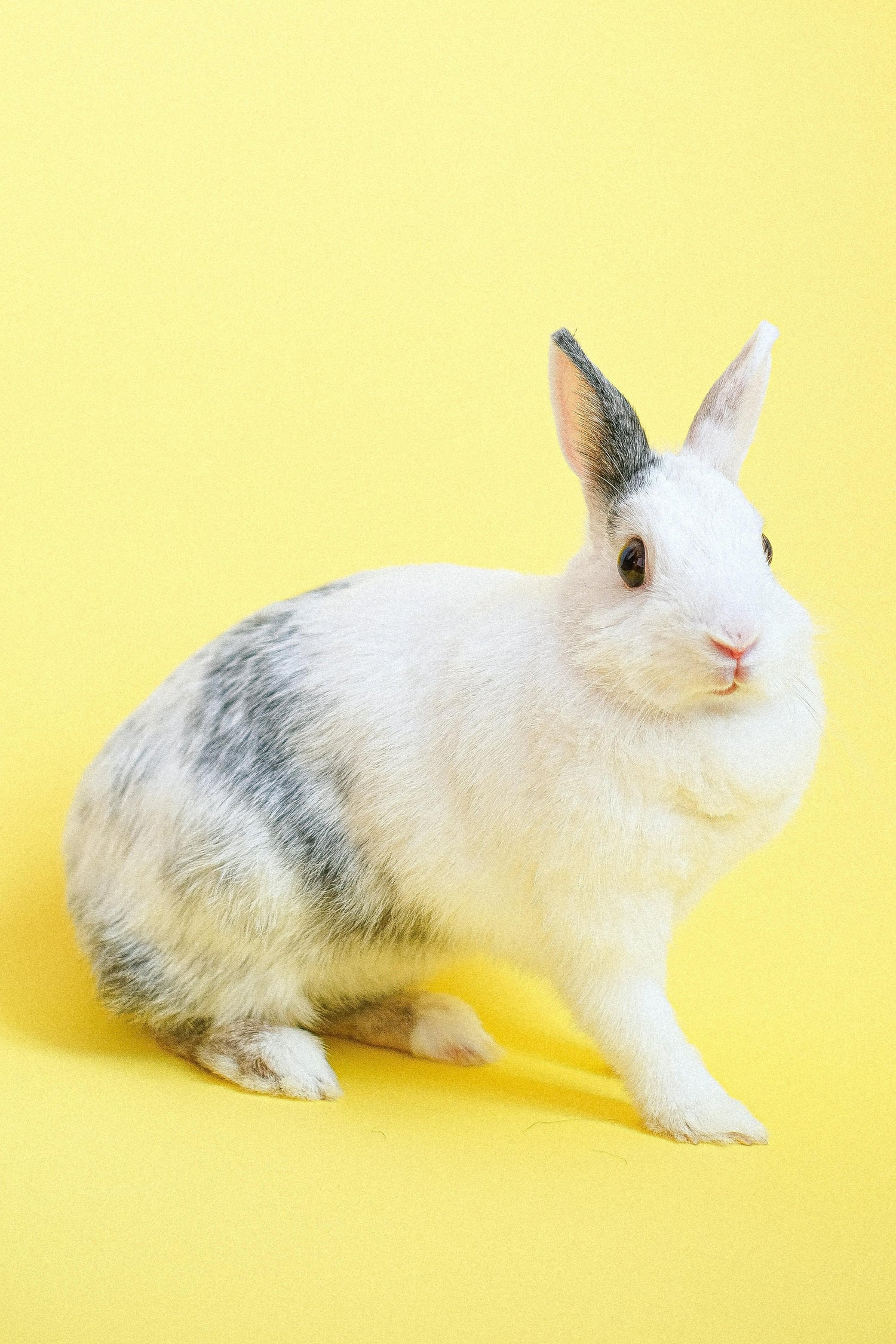 Animais Pequenos