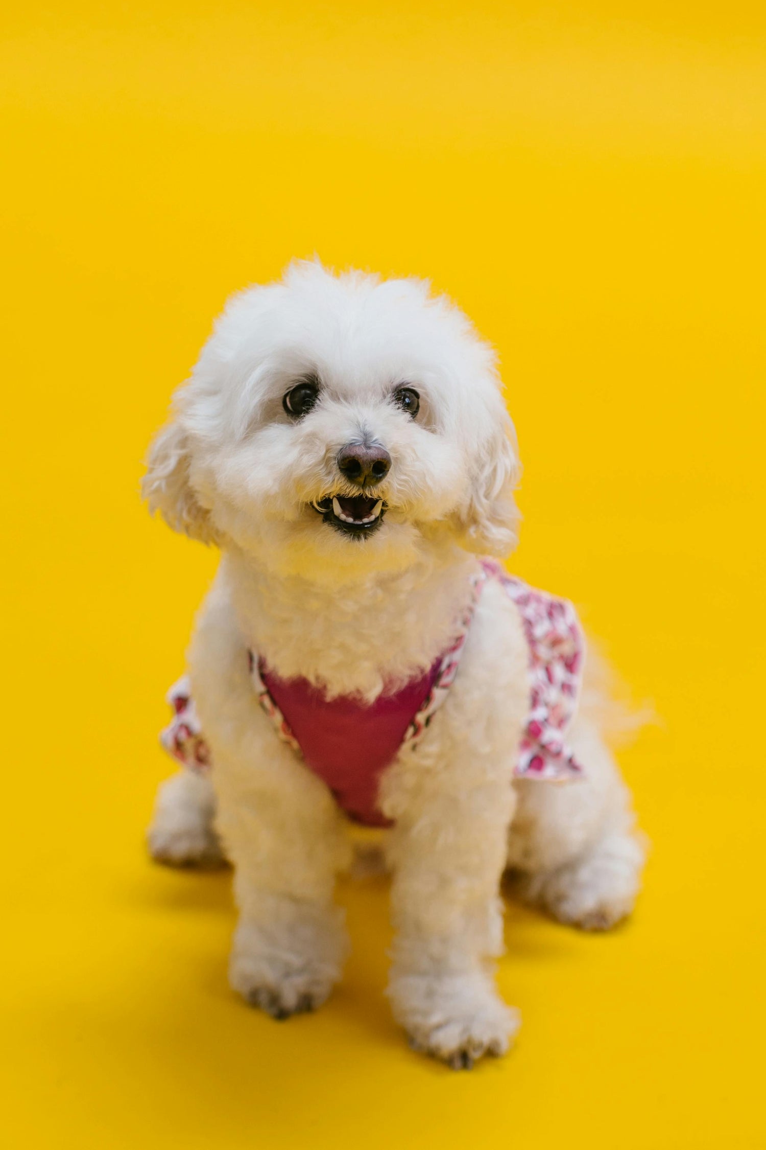 Cães